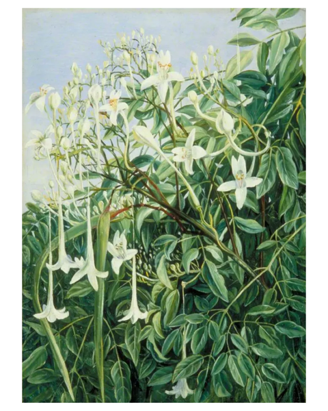 On Jasmine Flower