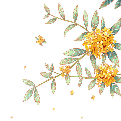 The Enchanting Benefits of Osmanthus Flowers: Nature's Perfumed Healer - Erbal